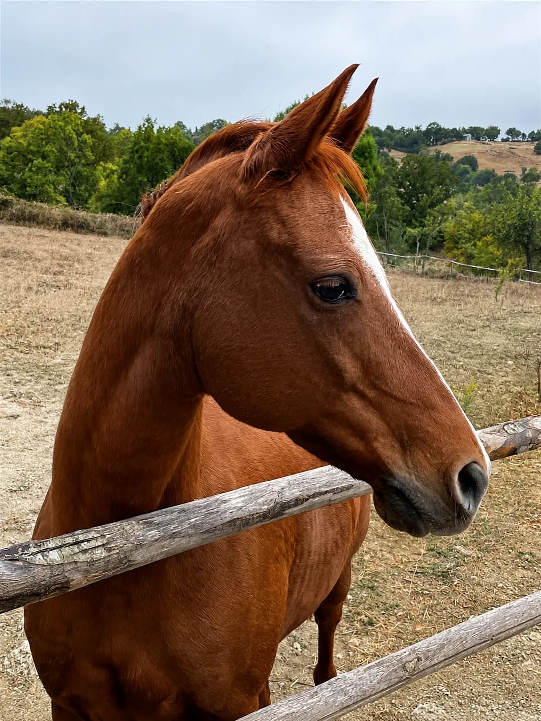 Charming Tuscan Ranch with Horse Stables, Farmland & Woodland Estate