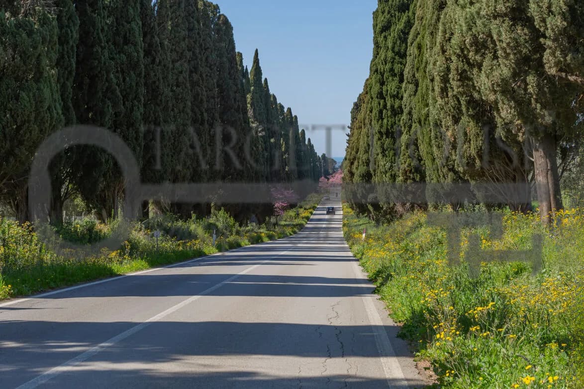 Panoramic Tuscan farmhouse near Bibbona with olive groves and country views — gallery photo 5