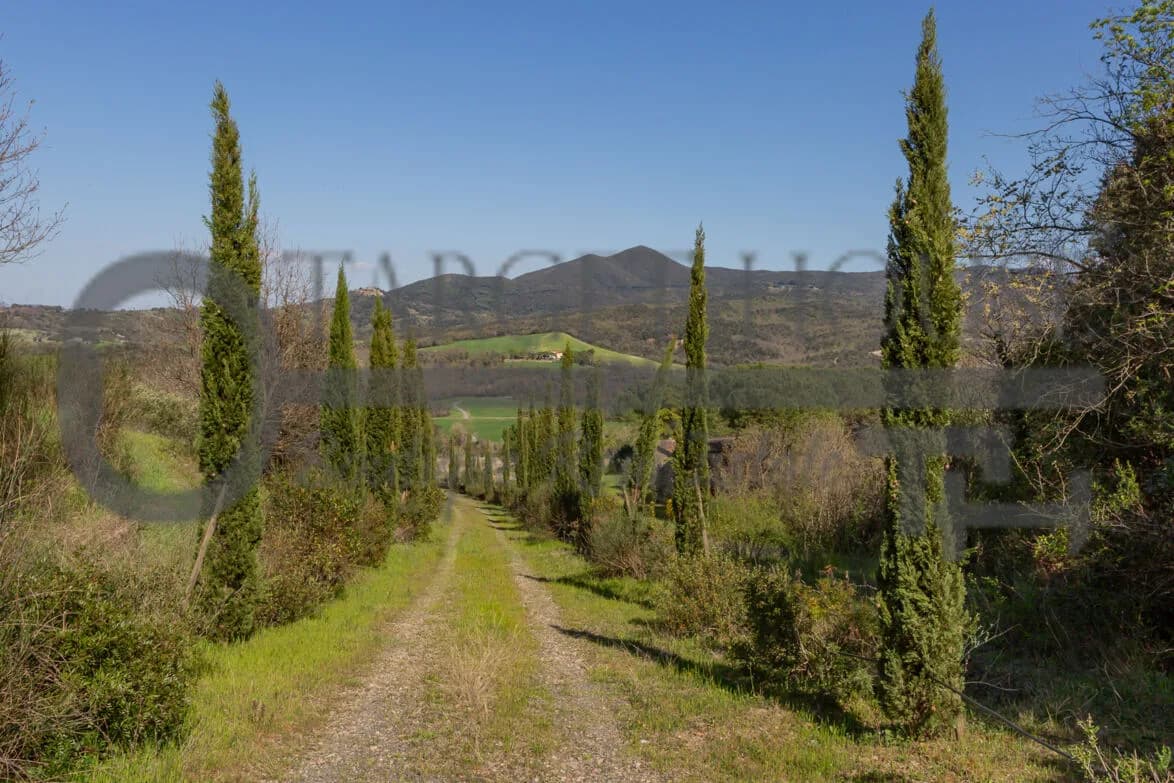Panoramic Tuscan farmhouse near Bibbona with olive groves and country views — gallery photo 40